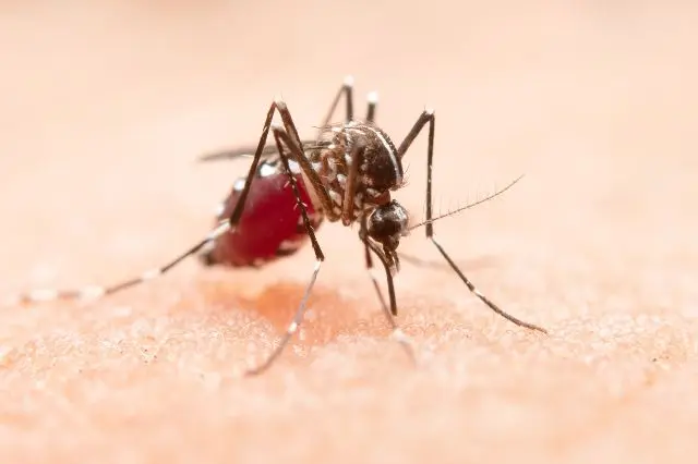 Preocupa aumento de casos de dengue en Chiapas