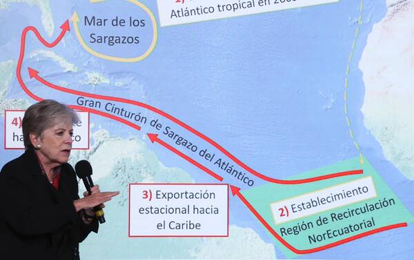 Cambio climático alteró la ruta del sargazo y convirtió su llegada al Caribe en un problema permanente