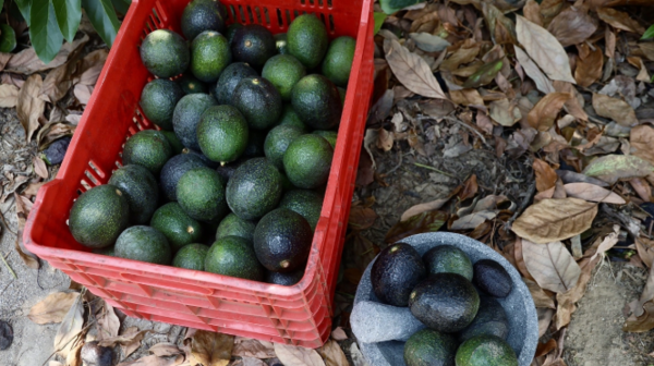 México estrena certificado laboral para exportación de aguacate