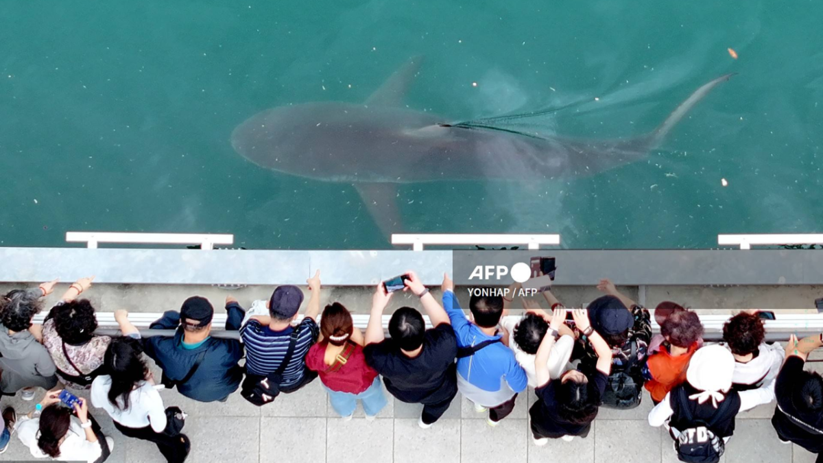 Tiburón perdido se convierte en celebridad en Corea del Sur