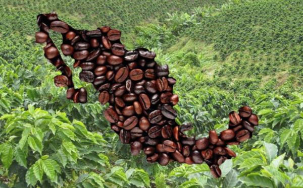 Chiapas, Veracruz y Puebla concentran más del 80% de la producción de café en México