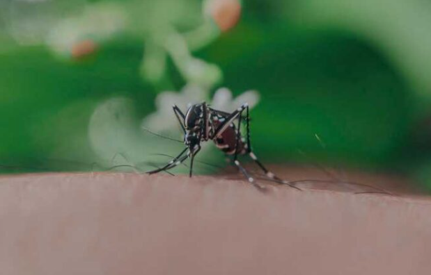 Casos de dengue aumentan 152% en Quintana Roo; suman 404 contagios