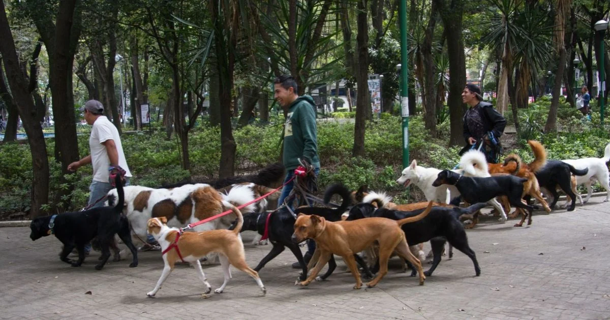 Investigan presunto envenenamiento de tres perros en el Parque España de CDMX